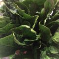 グランティラノス's cooksnap of when they made これだけで✿野菜が♡新鮮♡長持ち保存法.