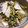 よるおそ's cooksnap of when they made カブとサバ缶の煮物.