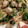 Hachi0826's cooksnap of when they made 牡蠣とほうれん草の和風パスタ.
