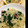 たかたけしゅん's cooksnap of when they made 簡単☆ほうれん草とベーコンの和風パスタ.