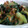 cookhanako's cooksnap of when they made 桜海老と青梗菜の炒め物.