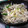 まいたんぽ's cooksnap of when they made レンジで☆もやしのネギ塩しめじ和え.