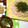みきmqmq's cooksnap of when they made すぐできる！簡単ズボラ鮭と大葉のおすし.