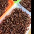 ★せいら★'s cooksnap of when they made 失敗知らず！いかなごの釘煮３月の風物詩.