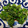 aki123aki's cooksnap of when they made 菜の花のからし和え.