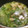 ちゃみ's cooksnap of when they made 簡単！和風丸ごとレタス鍋♪.