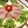 Satoco❋'s cooksnap of when they made おもてなしにも♪わさび菜のハム巻き.