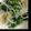 ゆーちゃんまマ's cooksnap of when they made ほうれん草とモヤシのナムル.