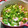 りかばー's cooksnap of when they made 豚バラと白菜の簡単！だしの素鍋.
