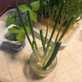 こつゆ514's cooksnap of when they made 青ネギ再生法.
