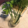 こつゆ514's cooksnap of when they made 青ネギ再生法.