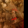 eses86's cooksnap of when they made てぃさん特製厚切り豚肉の生姜焼き.