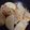 merci0u0's cooksnap of when they made ご飯に合う！豚こま肉と大根のステーキ.
