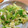 SORAKH's cooksnap of when they made 【男の料理】キャベツとジャコの塩炒め.