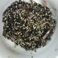 おくみの's cooksnap of when they made 大根菜炒め.