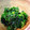 あけちゃんち。's cooksnap of when they made からし菜のごま和え♪.