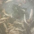 ♡ゆいおの♡'s cooksnap of when they made 簡単！エスニックな春雨スープ♬.
