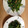 りょうくんかーちゃん's cooksnap of when they made 柿の種のピーナッツ使った春菊の和え物☆.