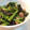 ring51's cooksnap of when they made 簡単！春菊とブナシメジで前菜！.