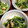 カナリアイエロー's cooksnap of when they made 5分でほうれん草とあげの煮浸し.