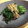 桃たんぽぽ's cooksnap of when they made 簡単 副菜 春菊のゴマ醤油あえ.