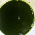 sayuhari's cooksnap of when they made カキ氷シロップの作り方♪抹茶♪.