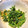 ask7280's cooksnap of when they made なばなとコーンのオイマヨ和え.