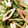 mack♪♪♪'s cooksnap of when they made ★ちくわと水菜のサラダ★.