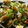 Satoco❋'s cooksnap of when they made 私の定番・あさりの酒蒸しバター味.