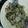 こまったこまっちゃん's cooksnap of when they made 白菜のサラダ.
