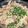 mahorou's cooksnap of when they made レンジでもやし豚ポン♪苦手な人もペロリ！.
