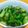 ちーまぐ's cooksnap of when they made 保育園の給食♪ぱくぱく♪キュウリ漬け.