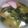 えりこ82☆'s cooksnap of when they made 岐阜のシンプルすぎるお雑煮.