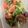 K0A9O0R8U♪'s cooksnap of when they made トマト入り牛肉と野菜の甘酢炒め.