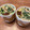 エル♀'s cooksnap of when they made 簡単茶碗蒸し@ストウブ 鳥ハム茶碗蒸し.