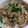 ちょちょこ✫'s cooksnap of when they made ☆みそ豚丼☆.