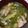ヨシヨッシー's cooksnap of when they made キャベツとマイタケのお味噌汁.