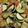 クックMO63WW☆'s cooksnap of when they made 鶏胸とズッキーニのオイスターソース炒め♪.