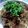 クックCY3133's cooksnap of when they made ＊本格的！ピリ辛旨辛！汁なし担々麺＊.