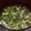 ヨシヨッシー's cooksnap of when they made そうめんに！ねぎ塩つゆ.
