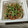 めぐ＊ぴぃ's cooksnap of when they made 毎日の納豆●かつお節＆豆苗添え.