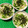 ふたごゆき's cooksnap of when they made 水菜と豆腐の和風サラダ.
