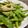 ☆あいちゃん's cooksnap of when they made モロッコいんげんの胡麻和え♪.