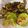 クックHDP0M2☆'s cooksnap of when they made サクサク♪おつまみフライドゴーヤ.