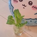 みかかめ's cooksnap of when they made キッチンガーデン 🥬小松菜.