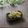 まろんかふぇ's cooksnap of when they made 春の香り～ふきの甘味噌炒め和え.