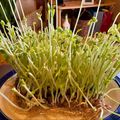 さすらい's cooksnap of when they made 豆苗保存法.