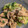 sao050902's cooksnap of when they made 簡単♪豚肉とセロリのオイスターソース炒め.