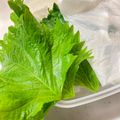 YU-ZEN's cooksnap of when they made 【話題入り】長持ち新鮮♪大葉の保存法.