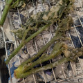 mijko's cooksnap of when they made 有名シェフ秘伝！からりと揚がる天ぷら粉.